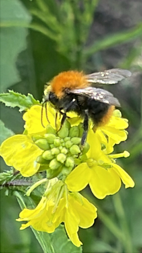 Common Carder Bumble Bee