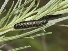 Trirhabda sericotrachyla