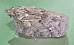Flatoidinus punctatus