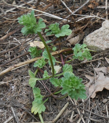 henbit deadnettle