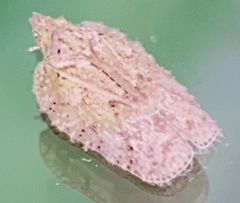 Flatoidinus punctatus
