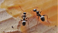 Formica argentea