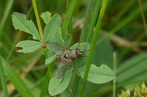 Dexia rustica