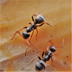 Formica argentea
