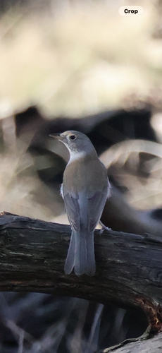 Gray Shrikethrush