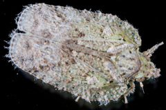 Flatoidinus punctatus