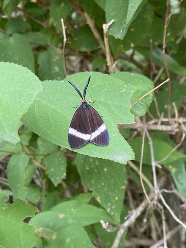 Pidorus atratus