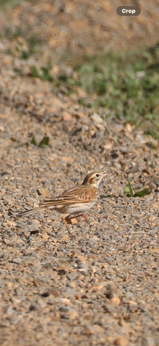 Australian Pipit