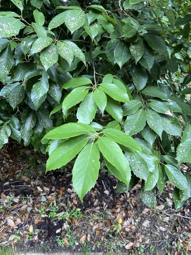 ring-cupped oak