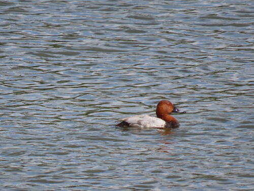 Common Pochard