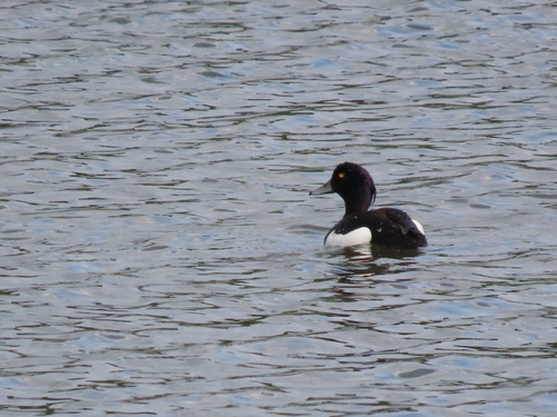 Tufted Duck