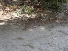 Acanthodactylus schreiberi