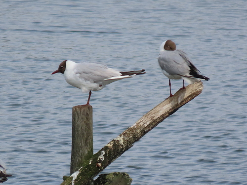 Black-headed Gull