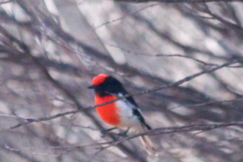 Red-capped Robin