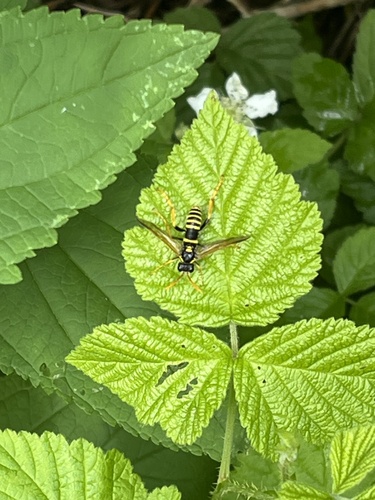 Figwort sawfly