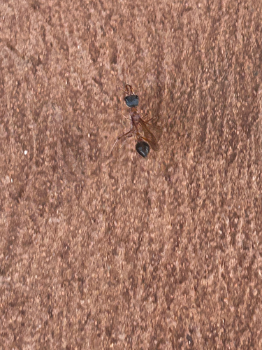 Myrmecia desertorum
