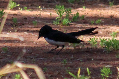 Willie Wagtail