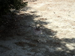 Acanthodactylus schreiberi