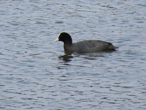 Eurasian Coot