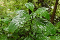 Strobilanthes cusia