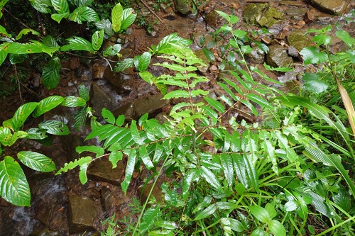 Zanthoxylum ailanthoides, photograph 4