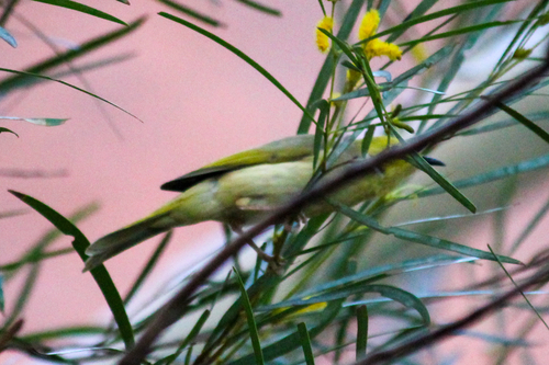 White-plumed Honeyeater