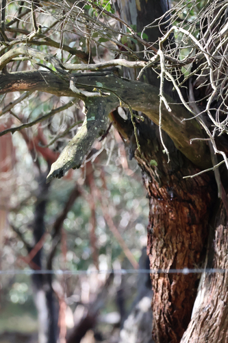 White-throated Treecreeper