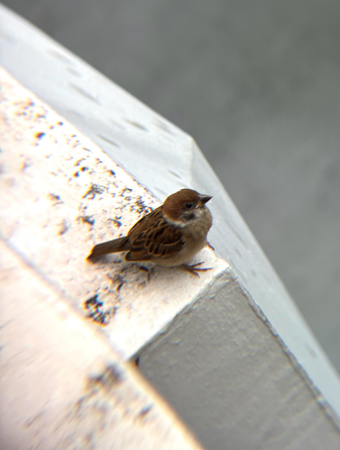 Eurasian Tree Sparrow