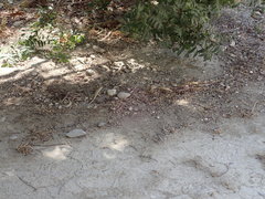 Acanthodactylus schreiberi