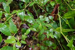 Pilea aquarum