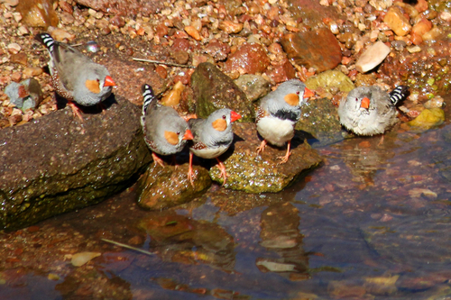 Zebra Finch
