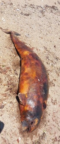 Black Sea Porpoise