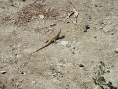 Acanthodactylus schreiberi