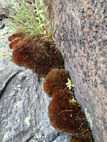 Imbribryum alpinum observed 2026-06-11