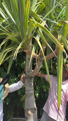 Pandanus utilis observed 2026-06-11