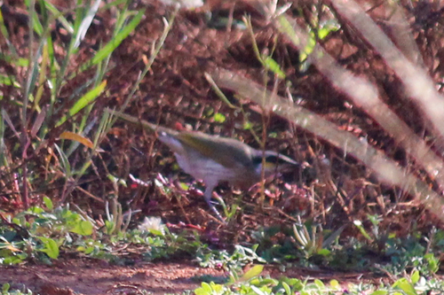 Singing Honeyeater