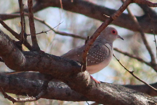 Diamond Dove