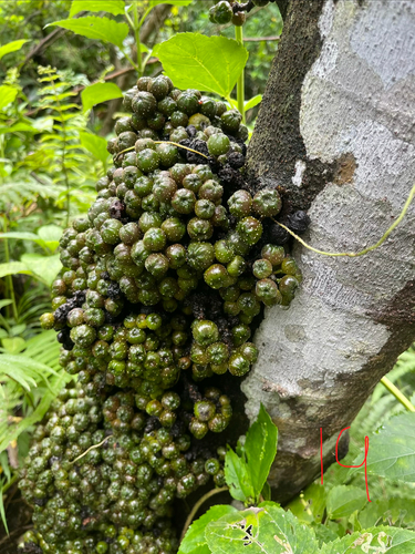 Ficus benguetensis (Ficus benguetensis)