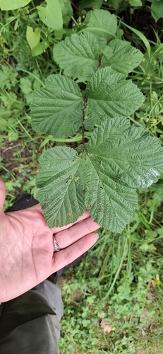 Meadowsweet