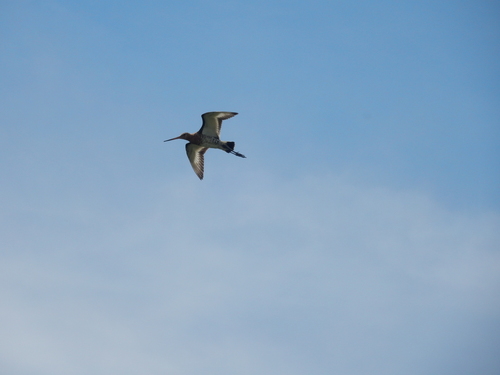 Black-tailed Godwit