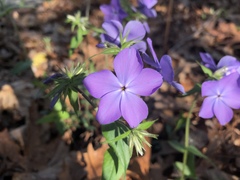 Phlox divaricata