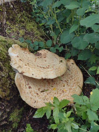 Dryad's Saddle