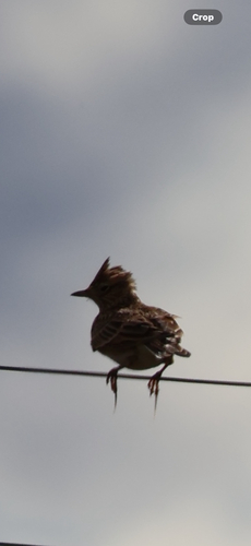 Eurasian Skylark