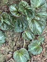 Nervilia plicata