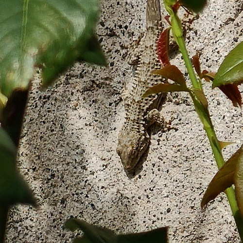 Moorish Gecko