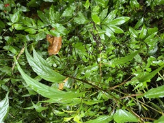 Boehmeria zollingeriana, photograph (c) 謝麗霦, some rights reserved (CC BY)