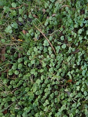 Musk marsh pennywort (Hydrocotyle moschata)