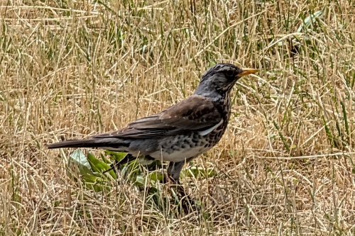 Fieldfare