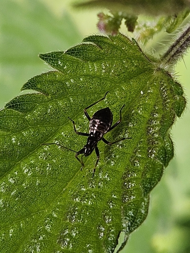 Tree Damsel Bug