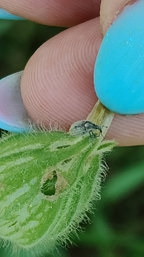 Sibinia pellucens